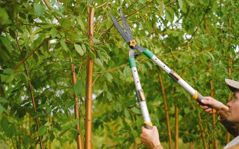 Tree trimming in Farmingville, NY